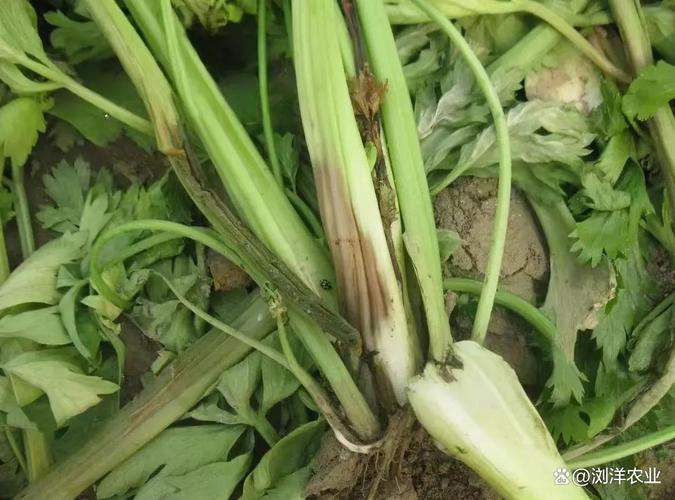 防治细菌病害三大类农药 铜制剂、噻唑类与抗生素制剂的正确选择指南